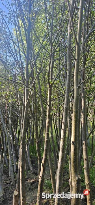 Miododajna lipa drobnolistna 1618 Nasadzenia lubelskie