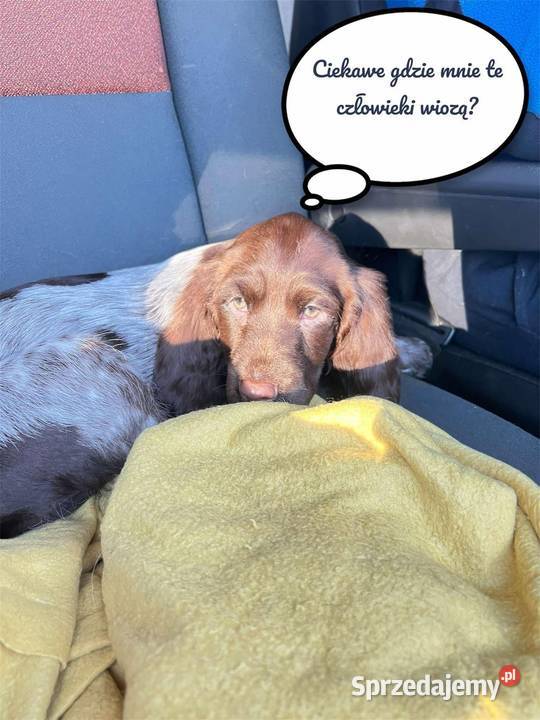Szczenięta Polski Spaniel Myśliwski Pozostałe Warszawa