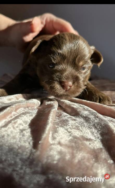 Yorkshire terrier czekoladowy Lublin