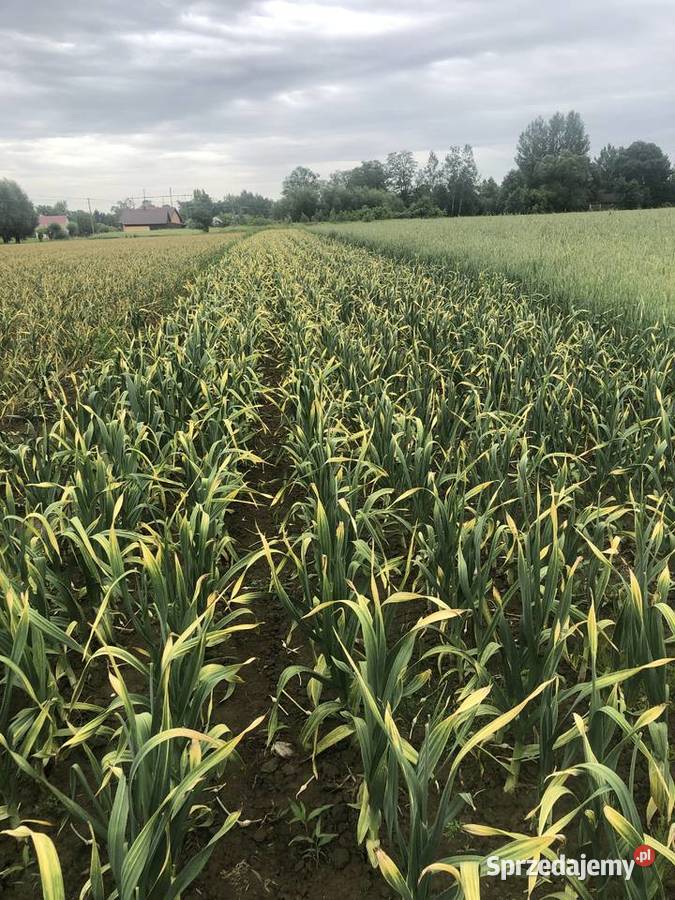 Czosnek sloniowy Rataje Słupskie