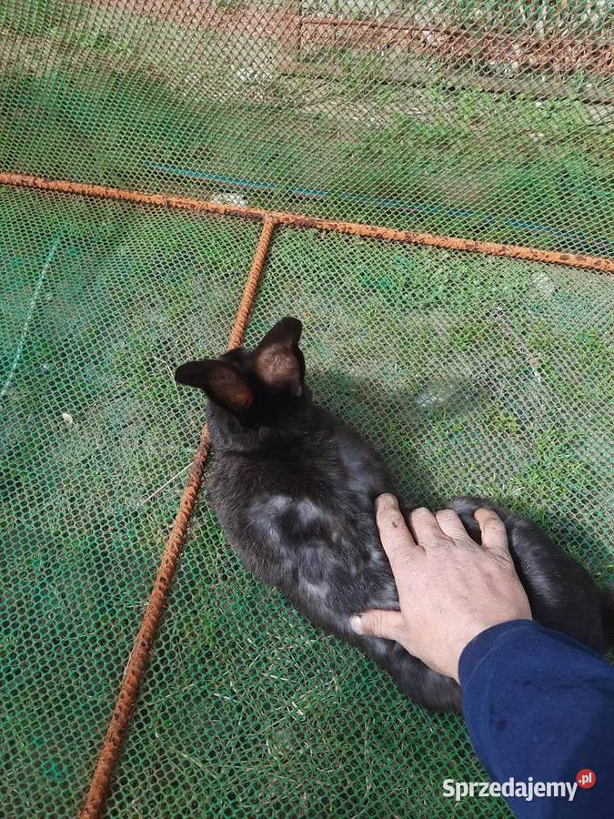 Samce 10 miesiecy Króliki