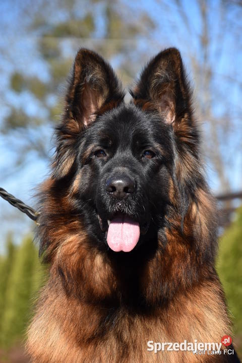 Owczarek niemiecki długowłosy ZKwP FCI Rudziska
