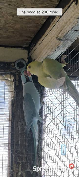 Aleksandrety para Tarnów