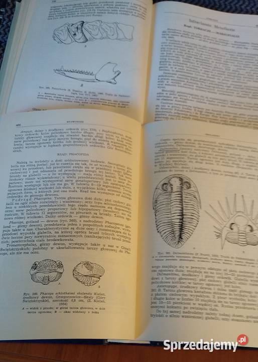 Paleozoologia Tom 12 Bezkręgowce i Strunowce Gdańsk