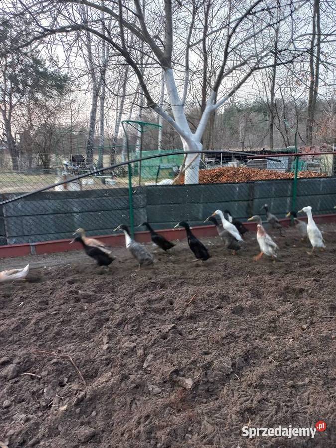 Biegus indyjski dorosłe pary Kolbuszowa