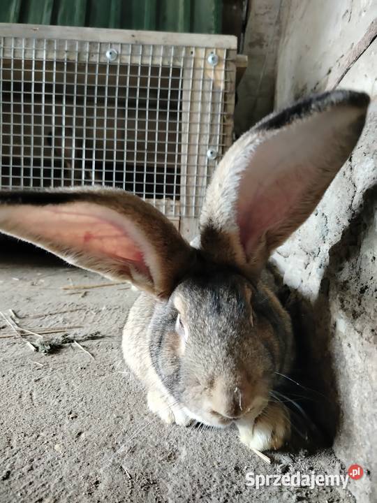 Królik olbrzym belgijski Kumelsk sprzedam