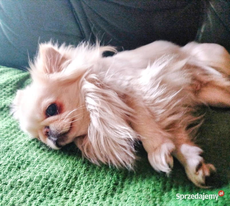 Chihuahua maleńki piesek Konin