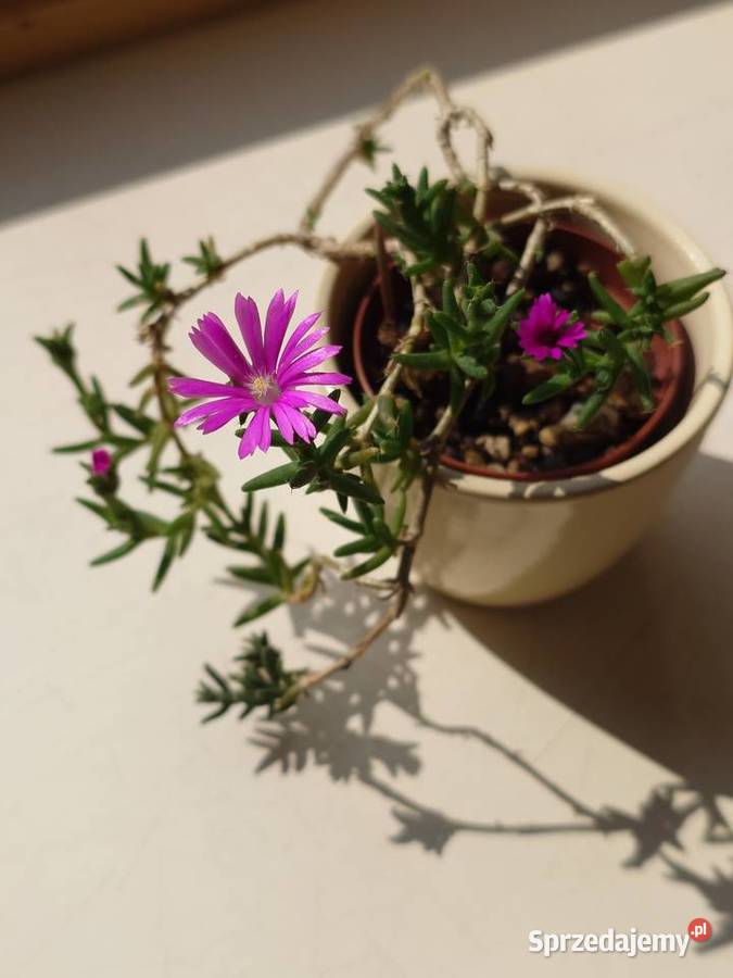 Trichodiadema bulbosum kwitnie oryginalny