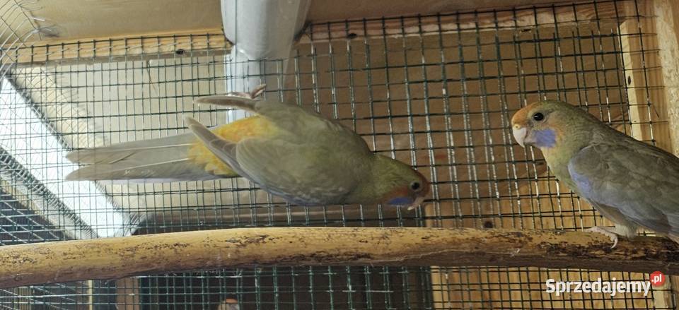 Sprzedam papugi Rozele Królewskie 2025r Rostarzewo sprzedam