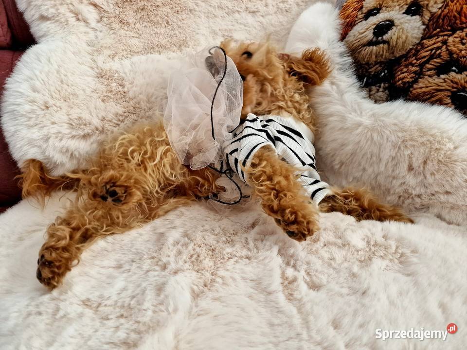 Pudel toy Layla paszport ur 07012026 b Jasło