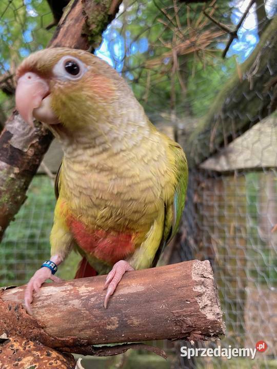 Rudosterki pinaple zielone czerwone pary lęgowe Szaflary