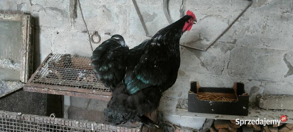 Kochin olbrzymi czarny sprzedam