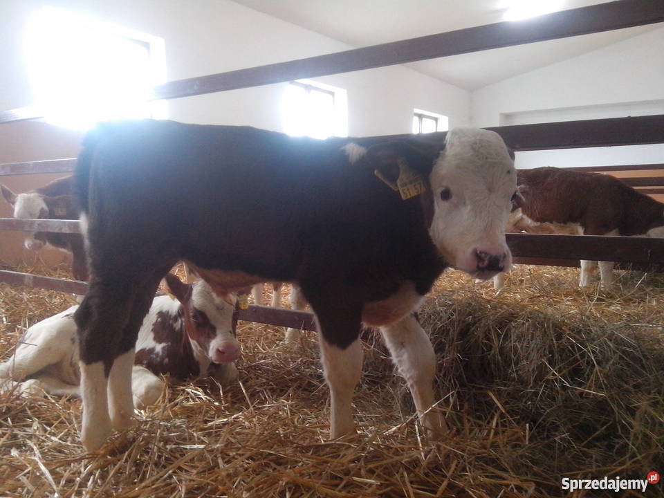 Cielaki mieszańce simental RW HO jałówki Dąbrowa Wielka