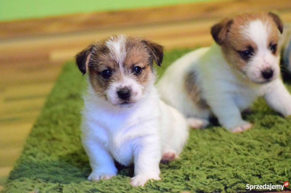 Jack Russell Terrier szczenięta z rodowodem ZKwP