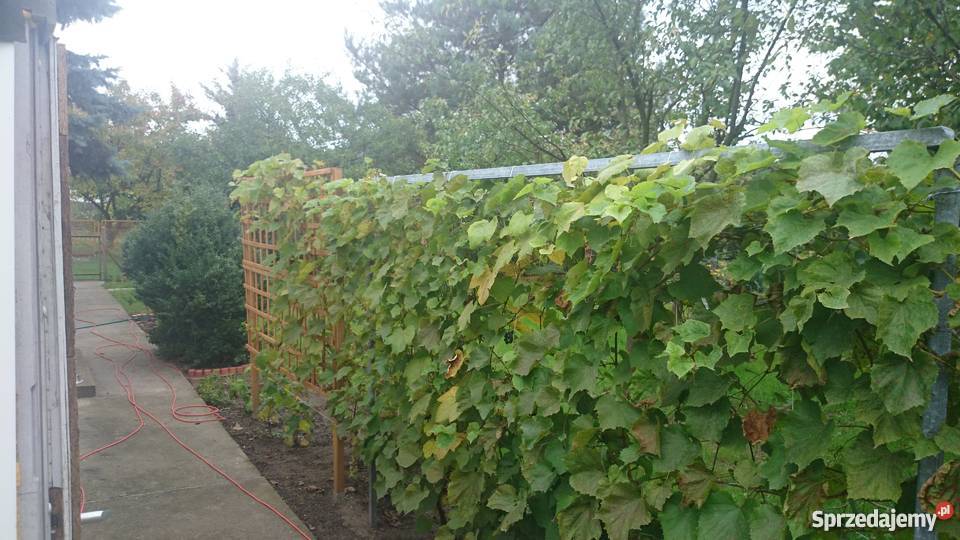 Działka rekreacyjna ROD Tęcza Złotniki Grunty i działki