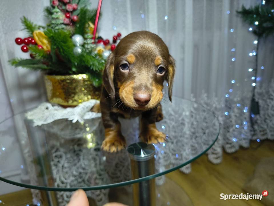 Jamniczek Choco Czekoladowy Żychlin sprzedam