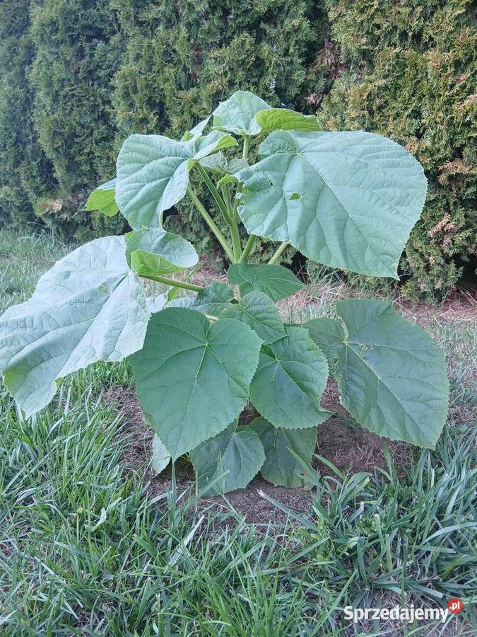 Drzewa tlenowe paulownia omszana oxygen tree Sochaczew