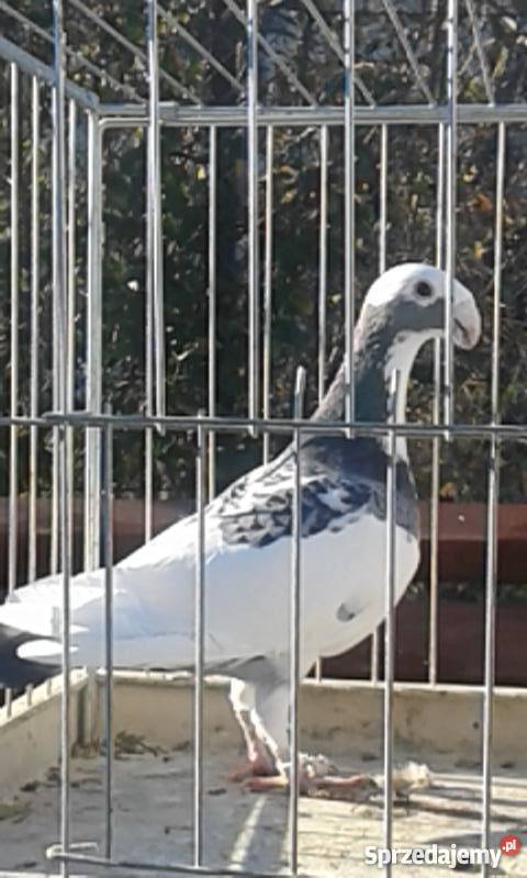 Sprzedam młode gołębie Niemieckie Wystawowe sprzedam