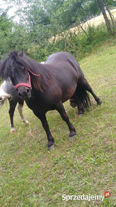 Sprzedam Klacz Kucyka