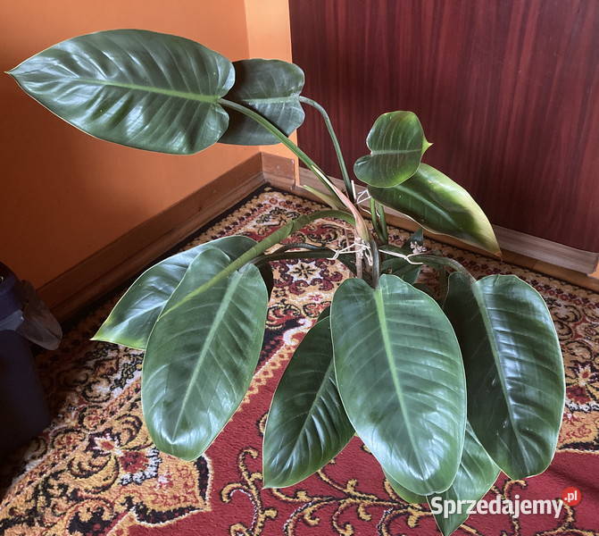 Piękny Philodendron Filodendron Congo Apple duży Kraków