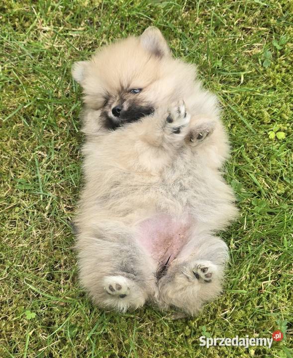 Pomeranian szpic miniaturowy na kolanka zachodniopomorskie Półchleb