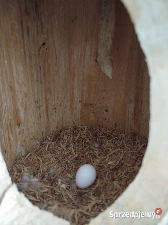 Amazonka budka lęgowa śląskie sprzedam