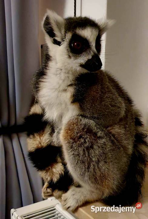 Sprzedam młode Lemury Katta Lemur catta oswojone śląskie Żory