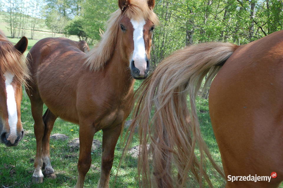 Ogierek pod siodlo do rekreacji sprzedam