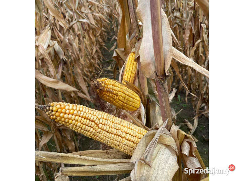 Kukurydza Pioneer P9610 Aquamax tolerancja na Łabiszyn-Wieś sprzedam