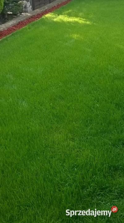 Zakładanie trawnika siew trawy mikrokoniczyny Maciejowice ogród