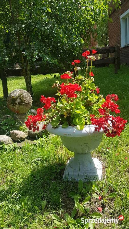pelargonia Białogard