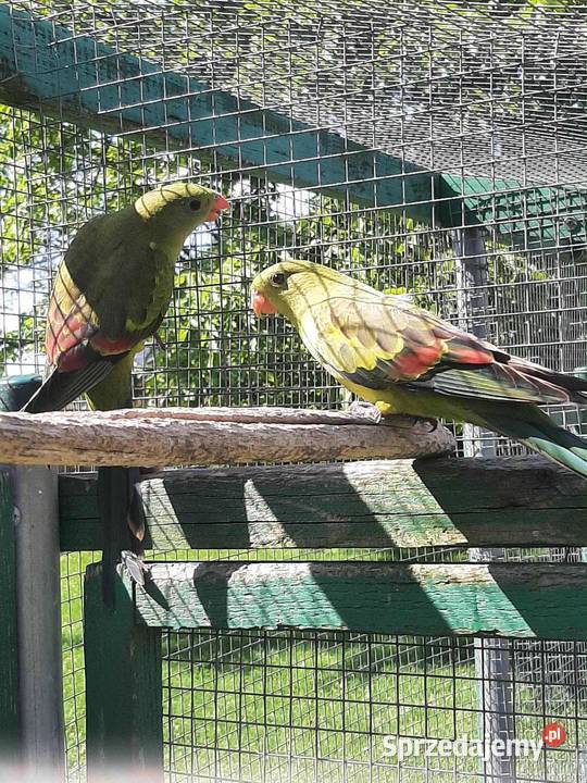 Papugi górskie berg 25r Ptaki