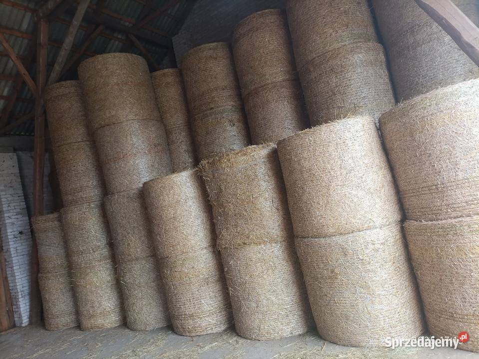 Słoma żytnia 100 sztuk Trawy, słoma Wyszków