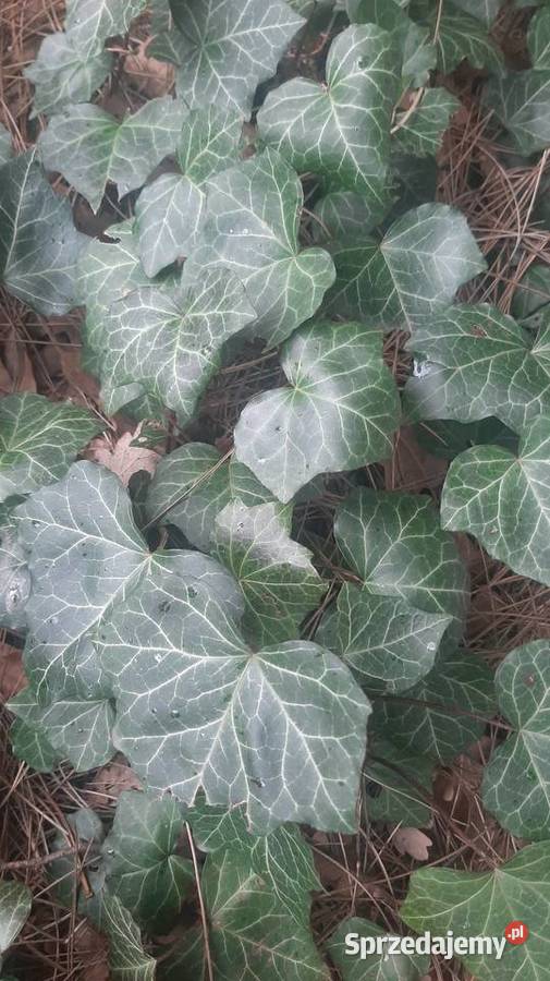 Bluszcz zimozielony pnącze do cienia okrywowa Ogród