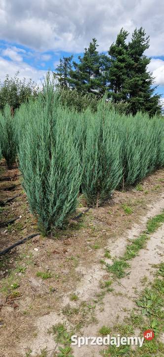 Jałowiec skalny Juniperus scop BLUE ARROW 100120 Mogielnica
