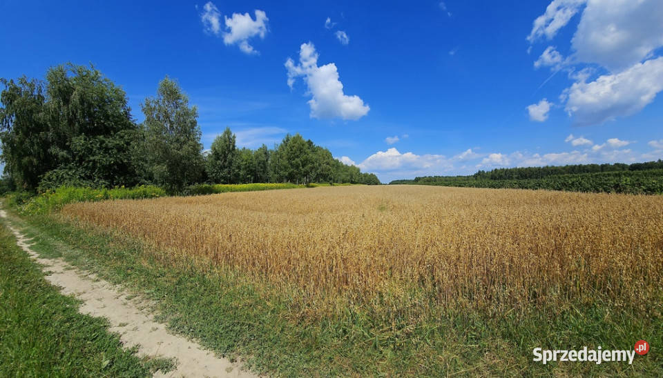 Karczmiska Drugie ponad 33ar działki rolnej Sprzedaż Sprzedaż lubelskie