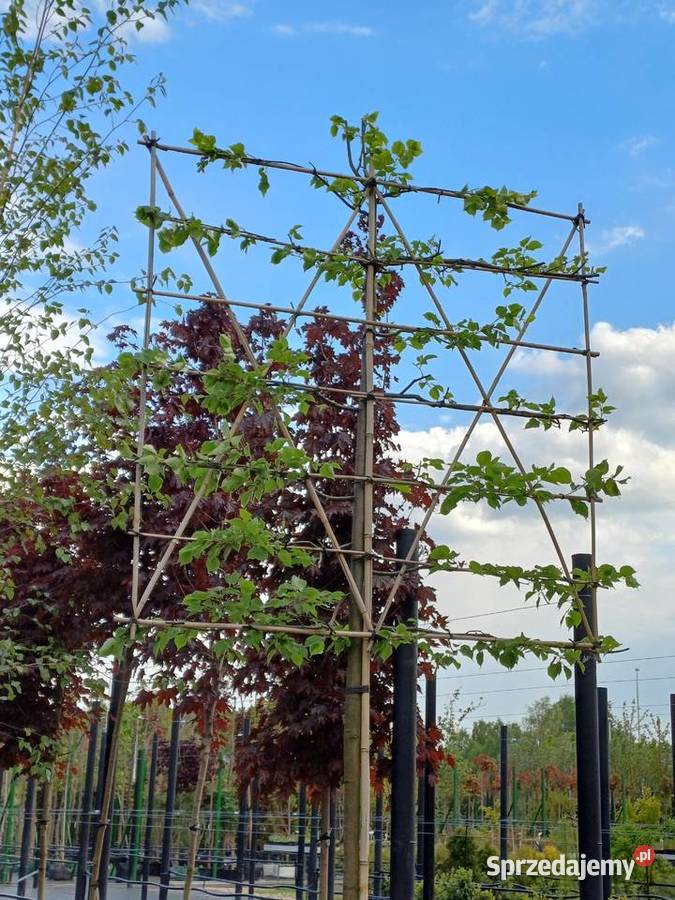 Lipa drobnolistna formowana Białystok