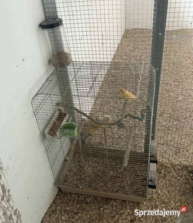 Kanarek z klatką Łask