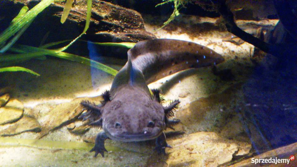 Aksolotl meksykański Katowice