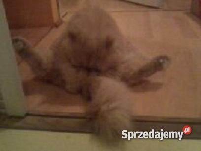 KOT PERSKI kremowy Brusy