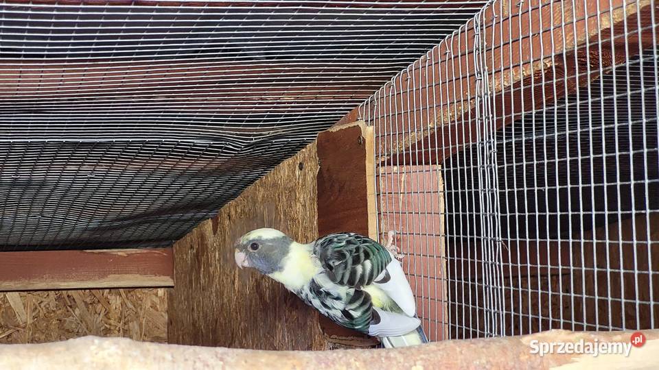 Rozelle królewskie lubuskie Jasień sprzedam