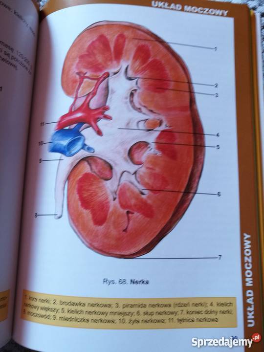 Atlas anatomiczny Książki naukowe i popularnonaukowe Poznań