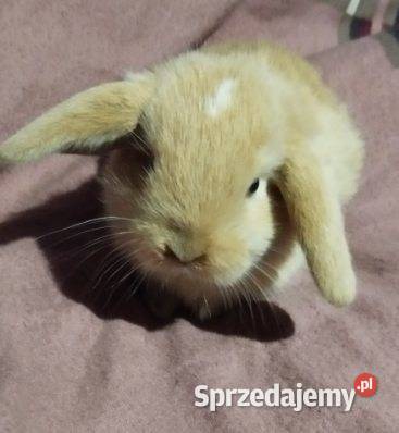 Króliczki Mini lop Gryzonie