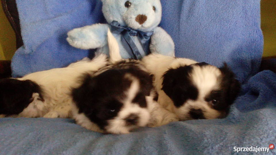 shihtzu DO 4 Świecie