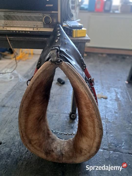 Homonta homonto Kluczbork