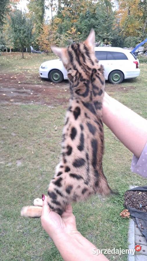 Koty Bengalskie z rodowodem lubelskie Chełm