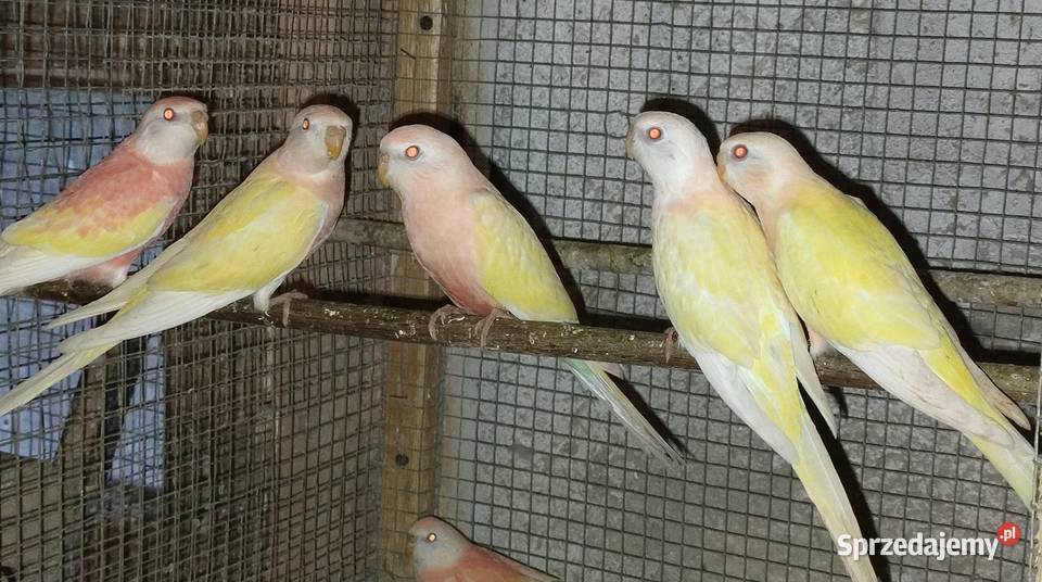 Papugi swiergoty śląskie Wodzisław Śląski