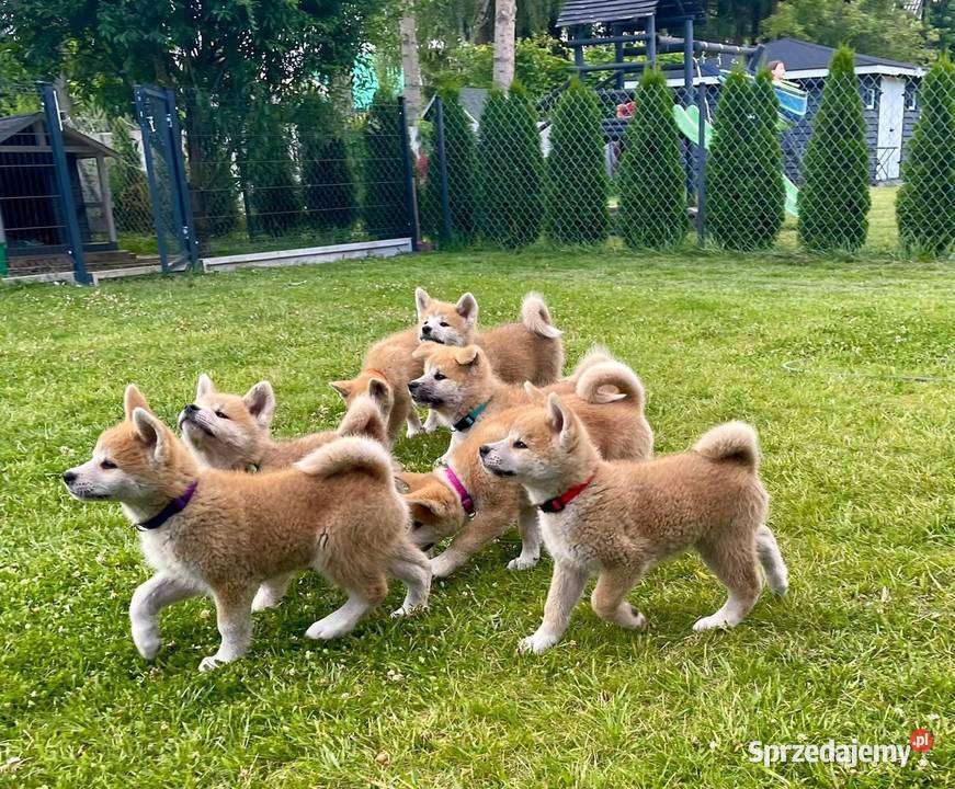 Akita Inu Japońska szczeniaki ZKwPFCI rodowód Płock
