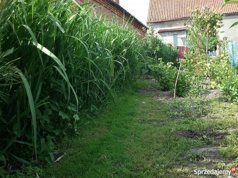 Miskant olbrzymi trawa słoniowa Zamęty sprzedam