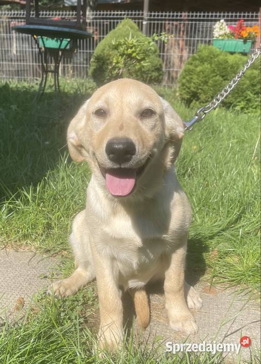Labrador szczeniak Labrador Bielsko-Biała